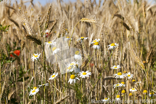 Image of white daisies