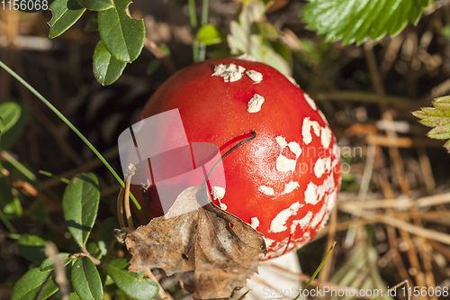 Image of red mushroom