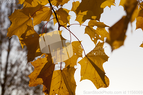 Image of maple leaves