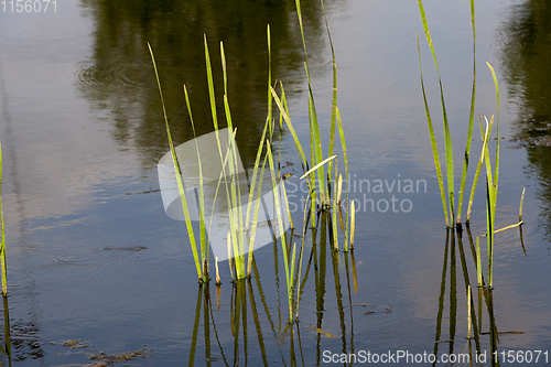 Image of growing in the water