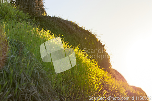 Image of new crop of wheat