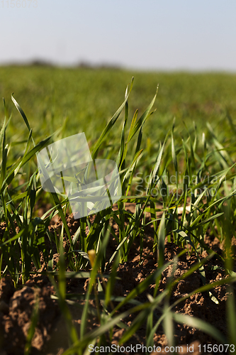 Image of new crop of wheat