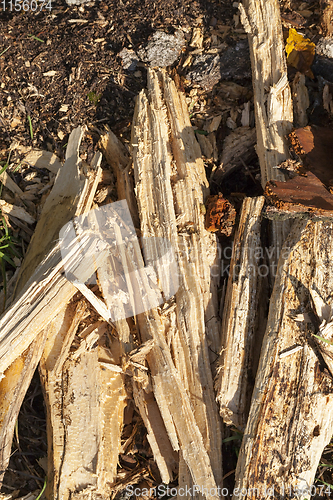 Image of tree trunk