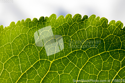 Image of green plant