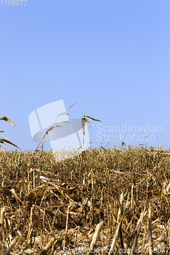 Image of corn stalks