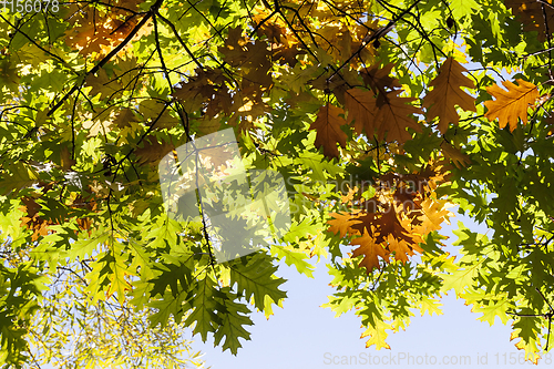 Image of yellowed foliage