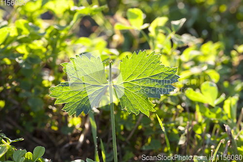 Image of growing grass