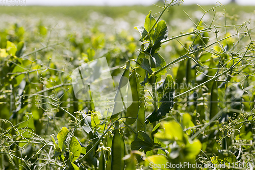Image of field of agriculture green peas