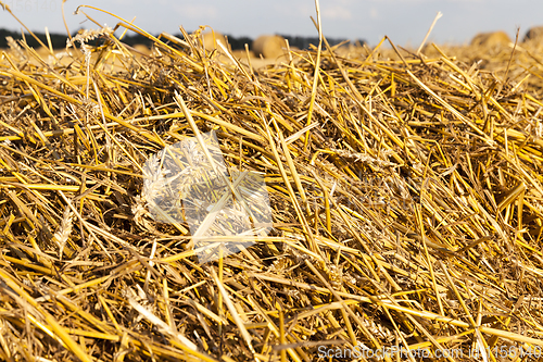 Image of golden dry straw
