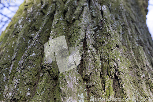 Image of Tree bark, close-up