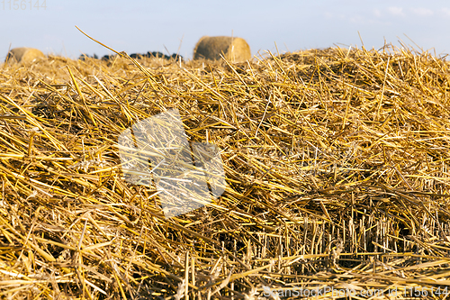 Image of stacks of golden straw