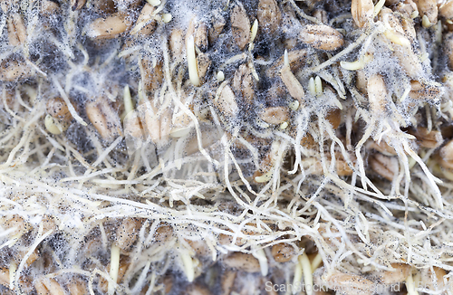 Image of wheat sprouts