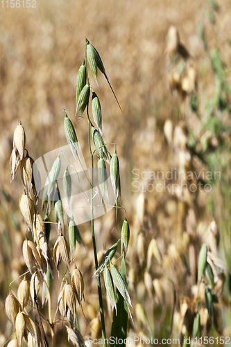 Image of one green oat