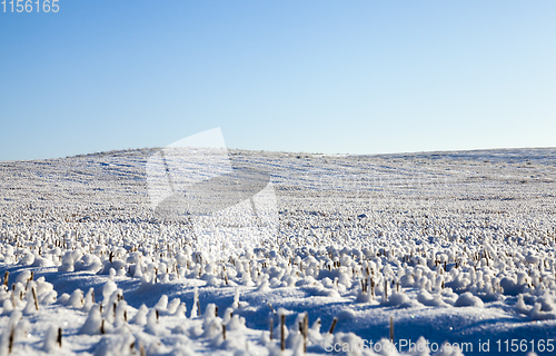 Image of cereal crop