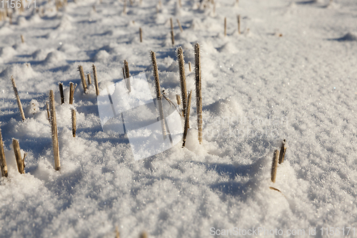 Image of Snow covered field