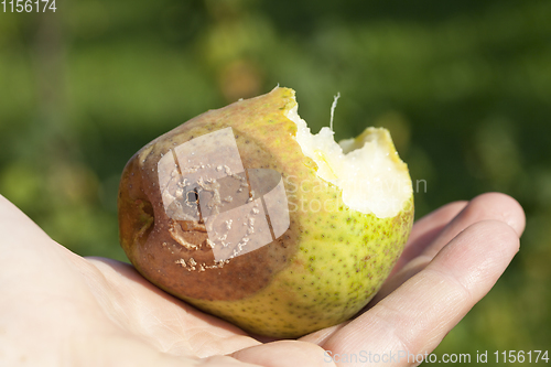 Image of rotten pear