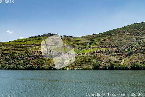 Image of Point of view shot of terraced vineyards in Douro Valley