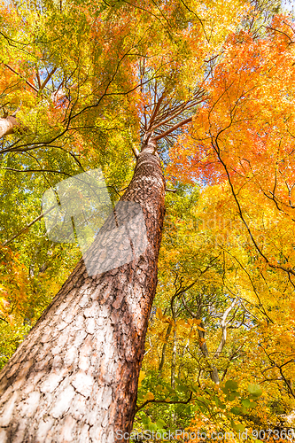 Image of Maple Tree in Autumn season