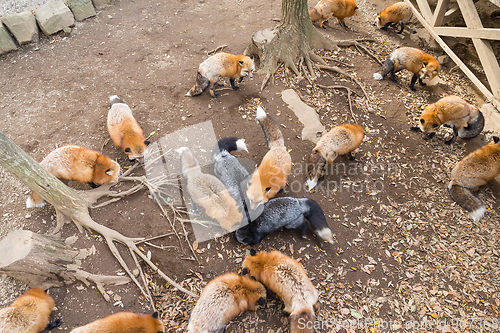Image of Feeding group of fox