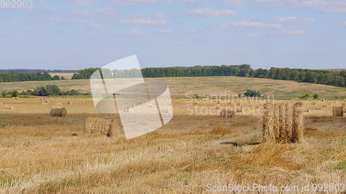 Image of Fields of wheat at the end of summer fully ripe