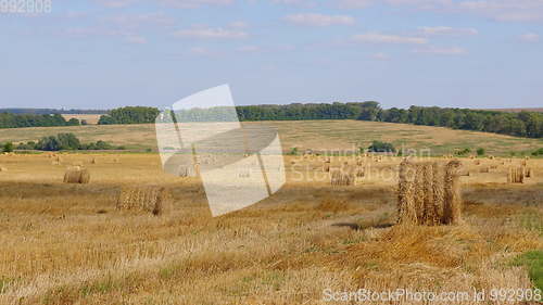 Image of Fields of wheat at the end of summer fully ripe