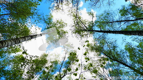 Image of European mixed forest. Tops of the trees. Looking up to the canopy.