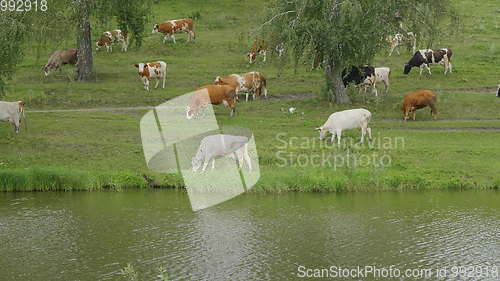 Image of Landscape with a herd of cows in the on coast of the lake