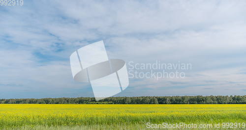 Image of Landscape of field yellow grass