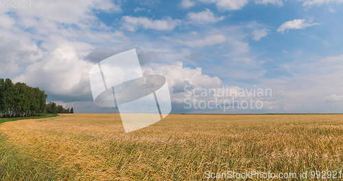 Image of landscape of wheat field at harvest