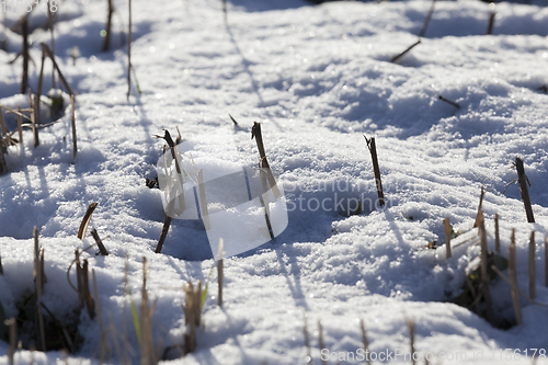 Image of Winter on the field