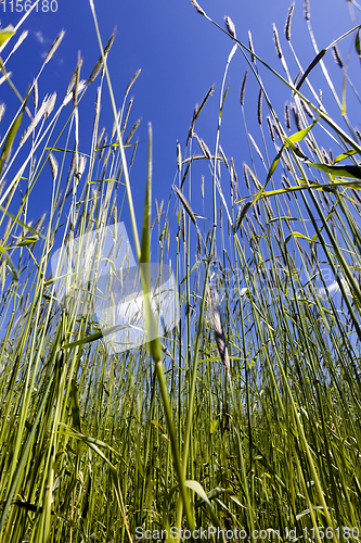 Image of sprouts of wheat