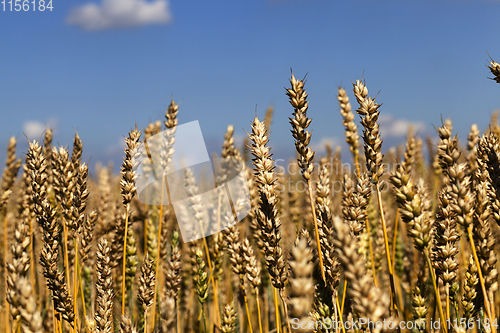 Image of agricultural field