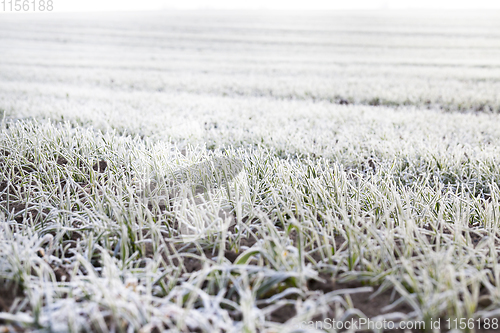 Image of green wheat