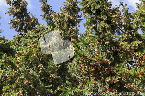 Image of pine cones