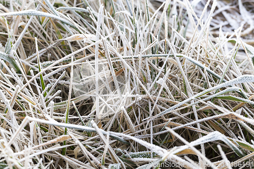 Image of grass in winter