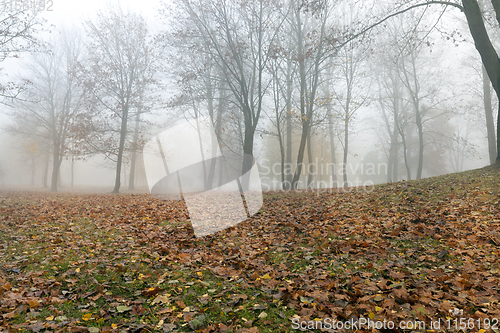 Image of misty morning