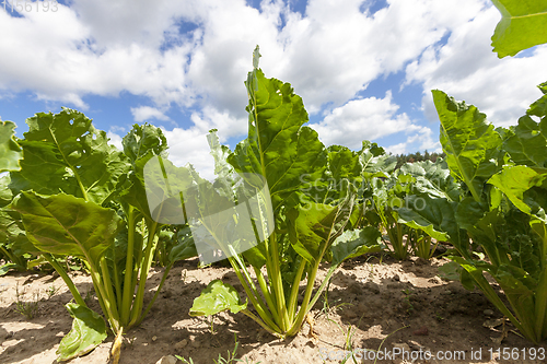 Image of beetroot on field