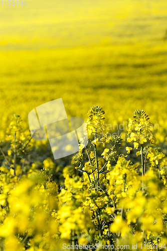 Image of yellow rape