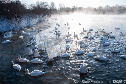 Image of Beautiful white whooping swans