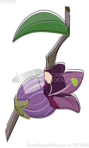 Image of Image of belladonna flower, vector or color illustration.