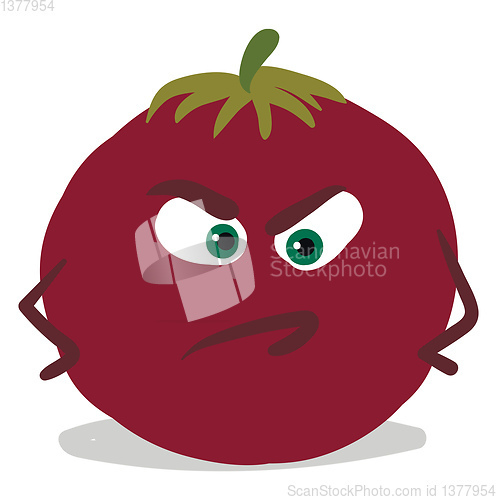 Image of Tomato, vector or color illustration.