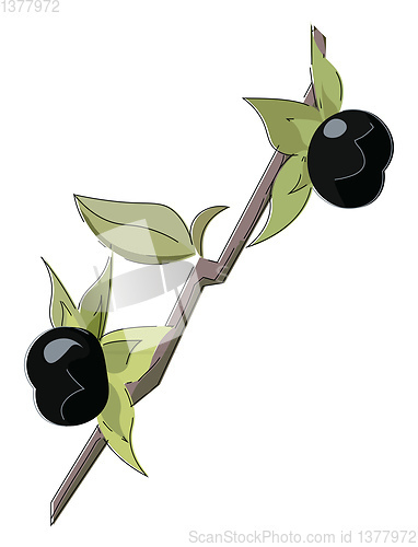 Image of Image of belladonna berries, vector or color illustration.