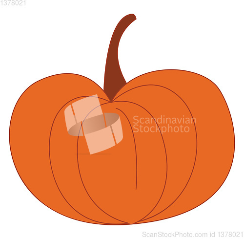 Image of Pumpkin, vector or color illustration.