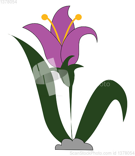 Image of Snowdrop, vector or color illustration.