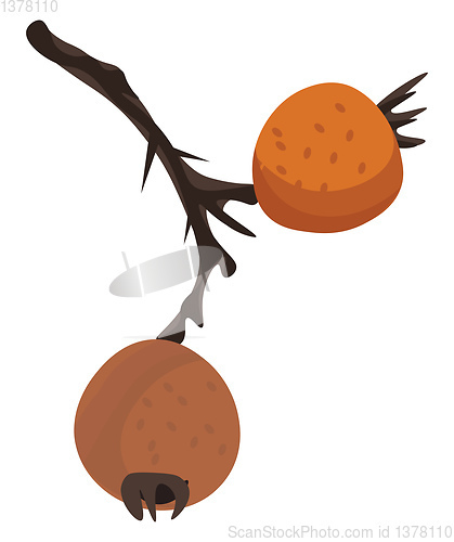 Image of A small medlare tree, vector or color illustration.