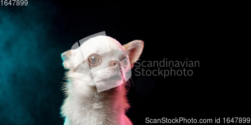 Image of Portrait of Chihuahua companion dog isolated on neon colored studio background.