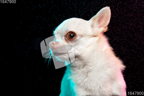 Image of Studio shot of Chihuahua companion dog isolated on black studio background