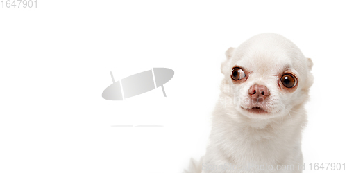 Image of Studio shot of Chihuahua companion dog isolated on white studio background