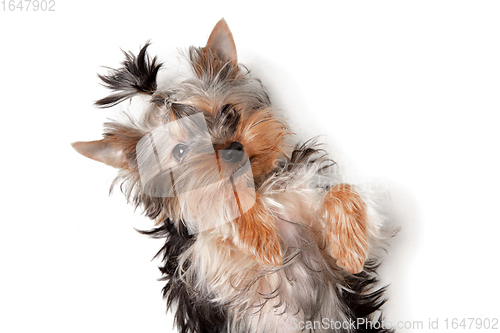 Image of Funny Yorkshire terrier dog playing isolated on white studio background. Pets love concept.