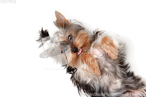 Image of Funny Yorkshire terrier dog playing isolated on white studio background. Pets love concept.